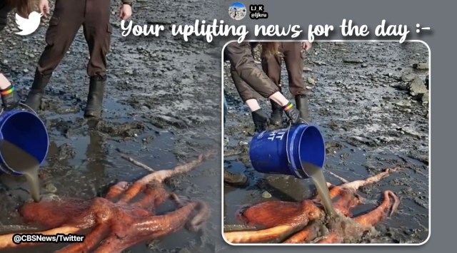 Young girl saves octopus stranded on the beach