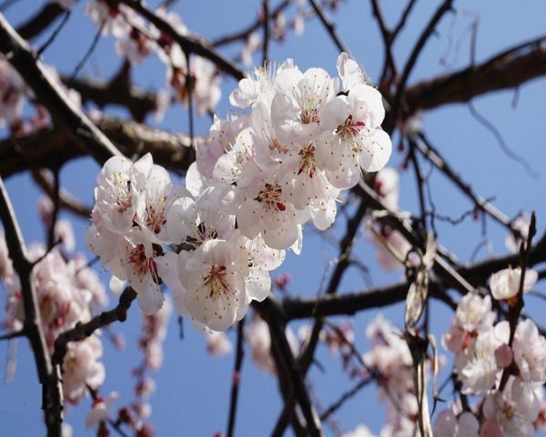 Perfect Spring Getaway: Explore The Magic Of Ladakh's Apricot Blossom ...