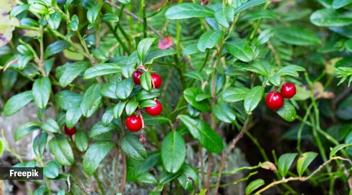 This powerful skincare ingredient is loaded with numerous benefits ...