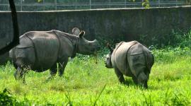 assam rhinoceros poaching