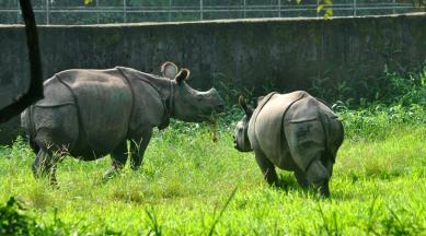 assam rhinoceros poaching