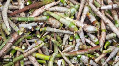 Bamboo shoots have immense potential of being used as important health food as they have high content of useful protein, amino acids, carbohydrates, have many important minerals and vitamins and are low in fat.