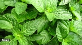 Basil leaves