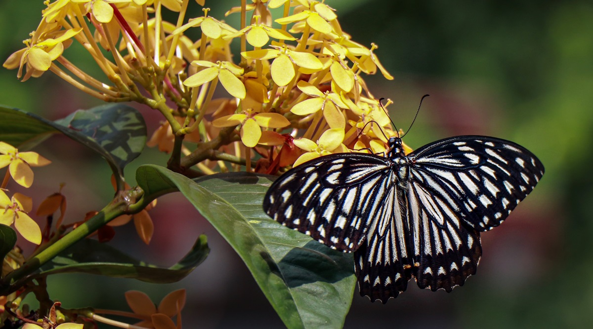 Tripura's lone butterfly park a major tourist attraction ...