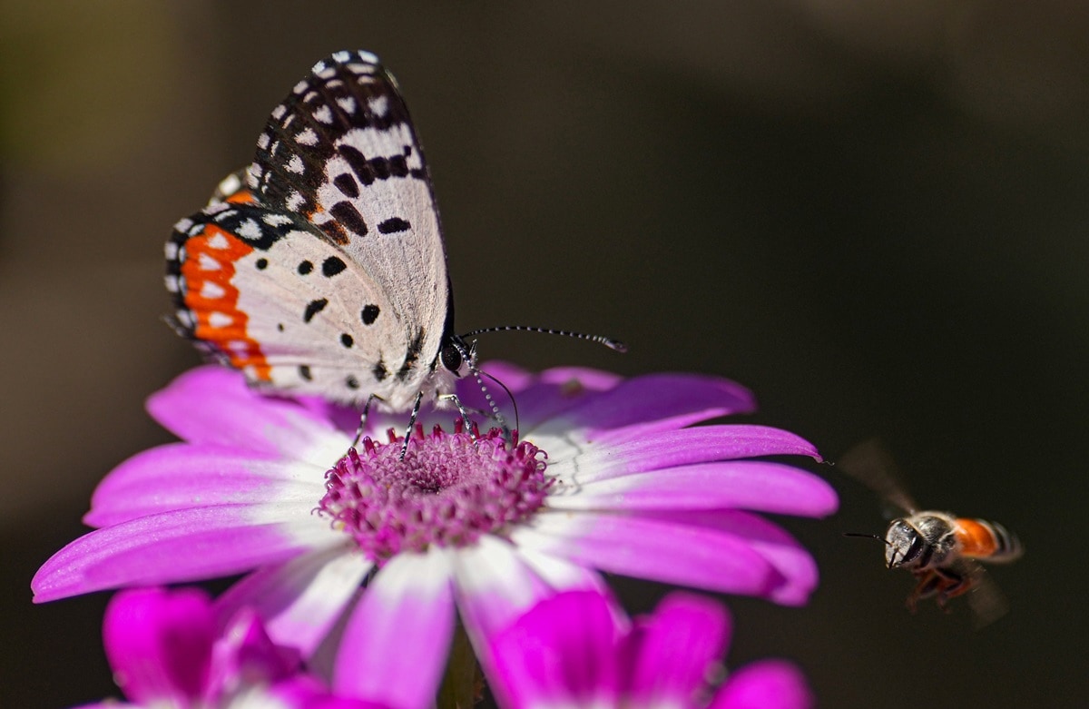 butterfly ecopark tripura