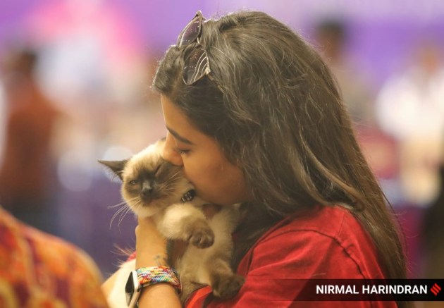 Cat show