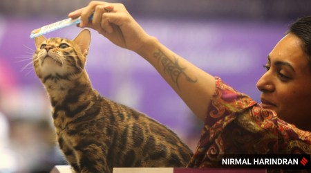Cat show
