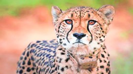 cheetahs in kuno, kuno cheetah, namibia cheetah, kuno cheetah, kuno national park, kuno park cheetah, translocation of few Asiatic lions from Gir National Park, Kuno National Park in Madhya Pradesh, appropriate application” before SC, shifting of cheetah, Indian exprress