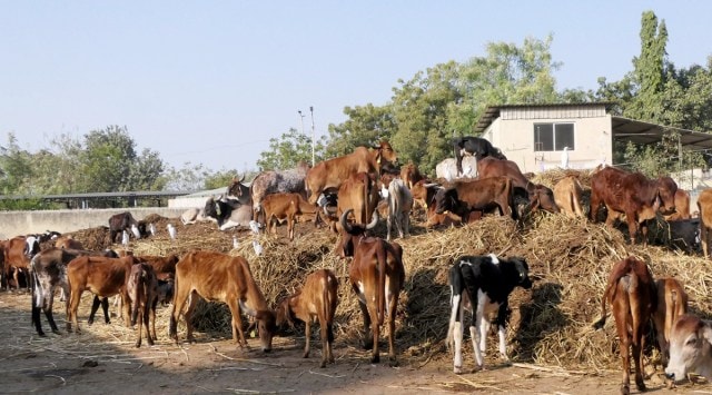 In Karnataka, 22 Cattle Die After Consuming Leftover Food From 