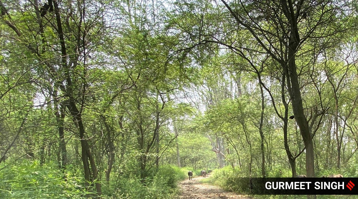 World Forest Day: Chhattisgarh aims to plant 15 crore commercial trees ...