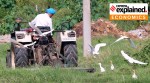 A flock of Swan following a tractor of Horticulture Department busy removing wild growth at Green Belt of Sector 43 in Chandigarh on Monday, September 07 2020.