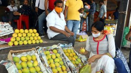 Markets upbeat with abundant high-quality Alphonso from Devgad, Ratnagiri