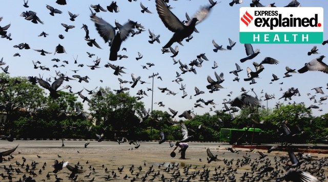 Pigeons fly around a man holding bird feed.