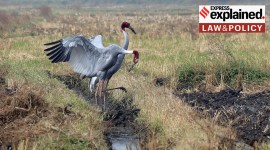 A couple of Sarus Crane, World's tallest flying bird spotted on a farm field in the outskirts of Ahmedabad.