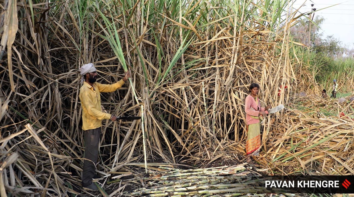 Sugar production sees substantial dip in Maharashtra as cane crushing set to end early