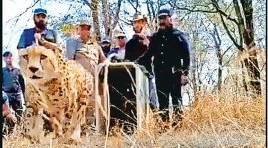 Namibian cheetahs released, Kuno National Park, Kuno National Park cheetah release, cheetah, African cheetahs, Kuno Palpur sanctuary, Indian Express, India news, current affairs