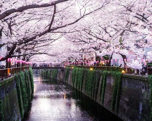 Japan's cherry blossom trees bloom in late March, propelling Sakura Matsuri, which are festivals dedicated to cherishing the beauty of the sakura
