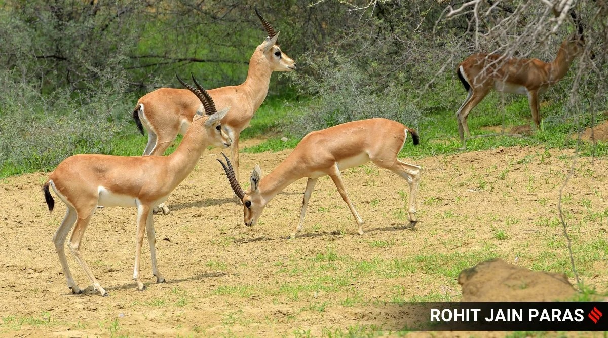 Video emerges of partygoers feasting on chinkara meat, protests erupt