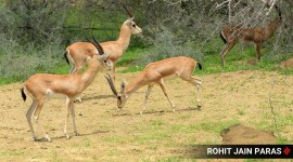Chinkara meat video: A video purportedly showing the carcass of a chinkara hanging from a tree while a dozen people are cooking and consuming its meat sparked protests among the Bishnoi community