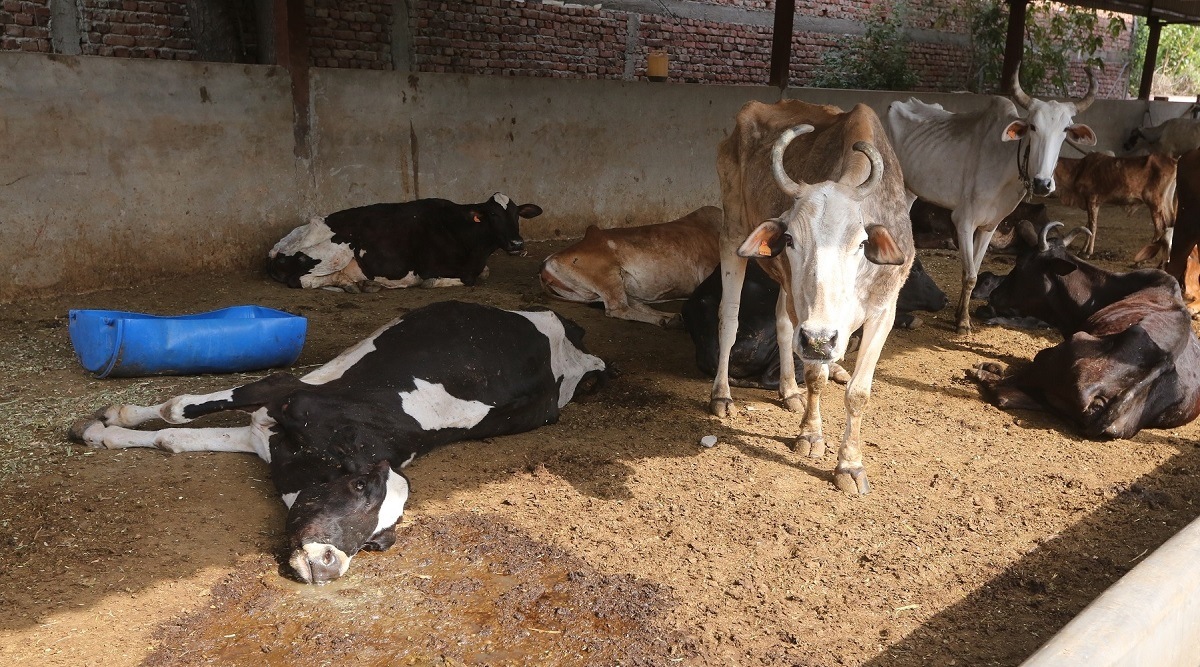 Hope Centre will take decision to ban cow slaughter, declare cows