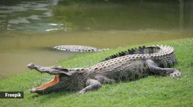 Crocodile