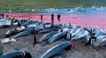 Gujarat Forest dept, ICG, dolphin, whale poaching, Indian Express, Indian Express News