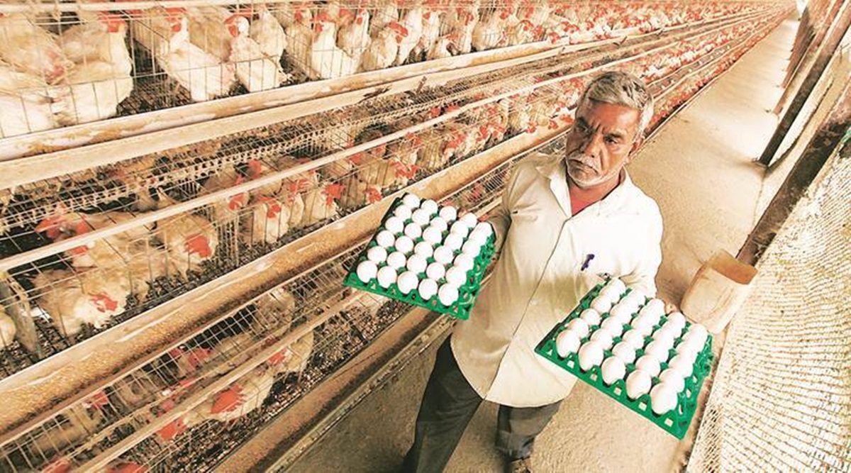 Sri Lanka imports 2 million eggs from India to meet shortage | World  News,The Indian Express