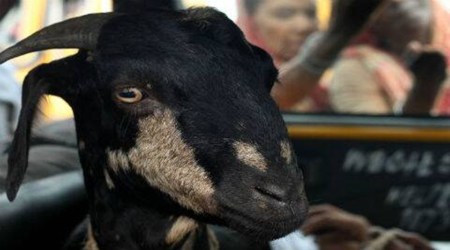 In the state, 70 per cent of the goats and sheep are reared by small and marginal farmers.”