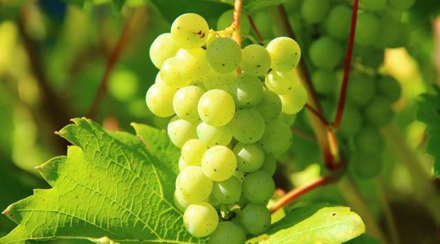 Grape exports: ‘15% dip likely’