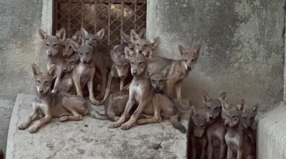 In a first, Gujarat to release in the wild 10 wolves bred in captivity —  after training | Cities News,The Indian Express