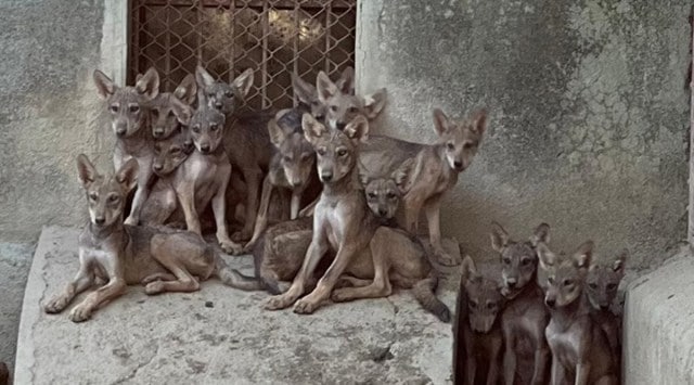 Work is on in full swing to construct soft-release enclosures at one location each in north Gujarat and north Saurashtra, nearly 200 km apart. (Sakkarbaug Zoological Park)