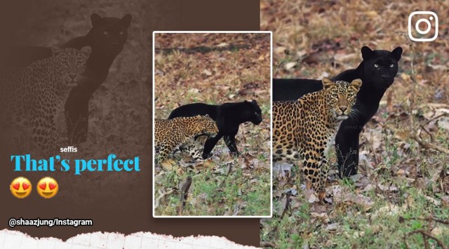 Viral leopard and black panther video