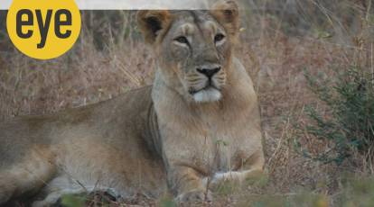 In the animal world, it's always usually ladies first! | Eye News,The  Indian Express