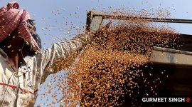 madhya pradesh wheat prices fall