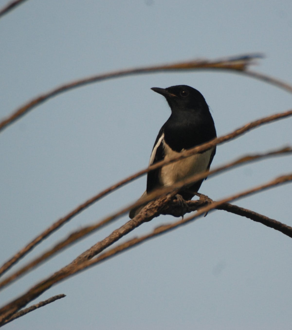 How birdsong and bird calls can set the tone for the day | Eye News ...