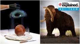 mammoth meat mammoth meatball