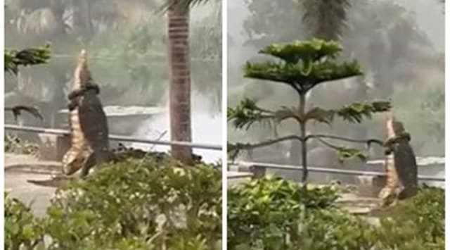 Monitor lizards fighting