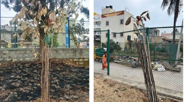 planted by BMRCL