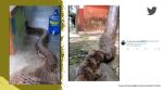 Python climbs wall