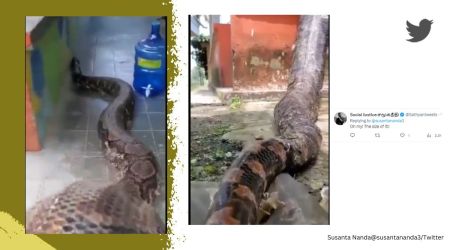 Python climbs wall