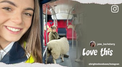 UK bus driver saves sheep on first day of duty