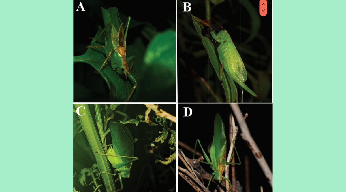 Researchers find three new species of bush cricket — two in Haryana ...