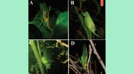 species of bush cricket