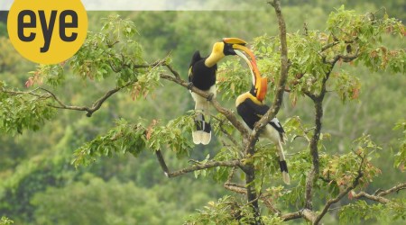 hornbill