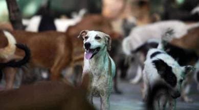 Surat Municipal corporation to increase dogs carrying capacity and  sterilisation process | Cities News,The Indian Express