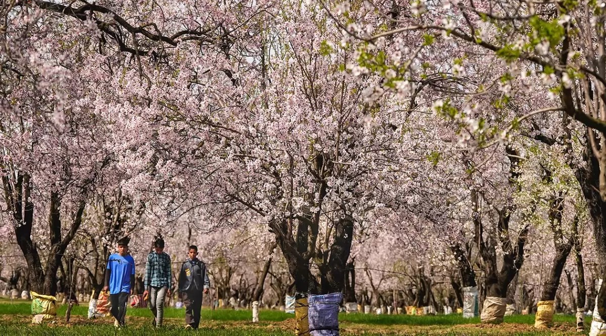 Blooming Almond Alcove in Srinagar draws visitors in large numbers ...