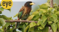 The great hill barbet