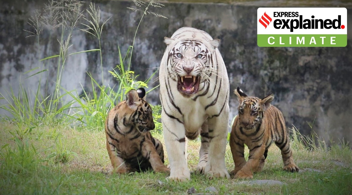 Why some tigers from India may be sent to Cambodia