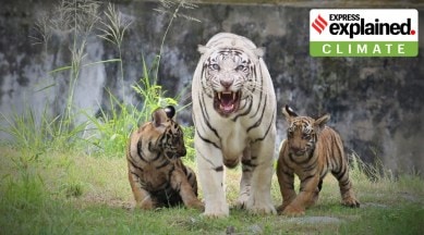 tiger population in india
