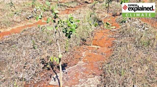 Climate Change, tree cover, forest conservation, forest cover, deforestation, Deforestation Inc, Explained Climate, Indian express, Opinion, Editorial, Current Affairs